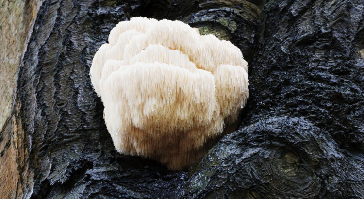 Lion's Mane Mushroom In Review For Mental Well-Being